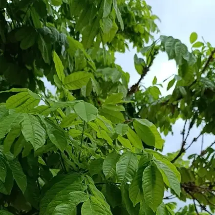 Foto de Angelim-amargoso