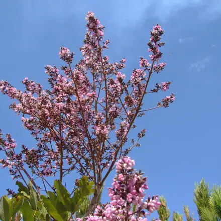 Foto de Angelim-doce