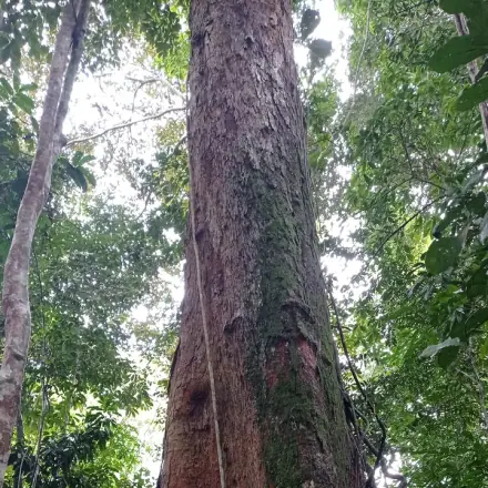 Foto de Angelim-vermelho