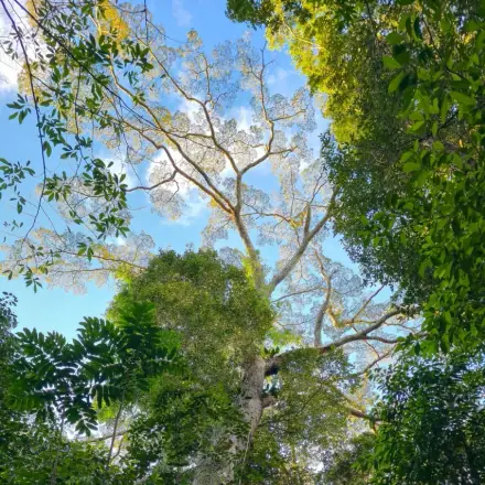 Foto de Angelim-vermelho