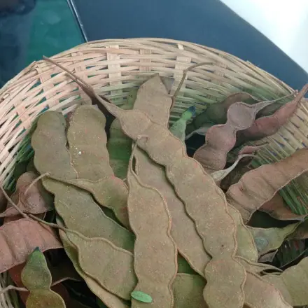 Foto de Angico-do-cerrado