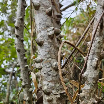 Foto de Angico