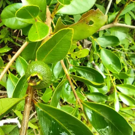 Foto de Araçá