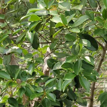 Foto de Araçá