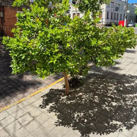 Foto de Araçá