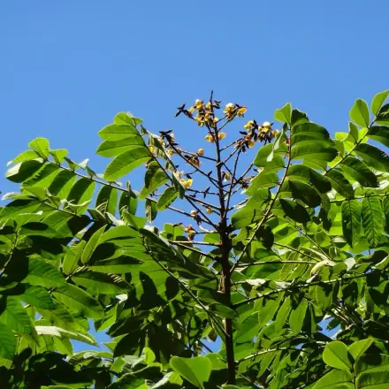Foto de Araribá-amarelo
