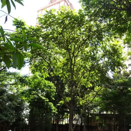 Foto de Araribá-amarelo
