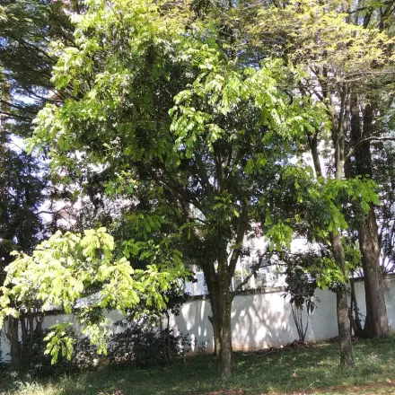 Foto de Araribá-amarelo