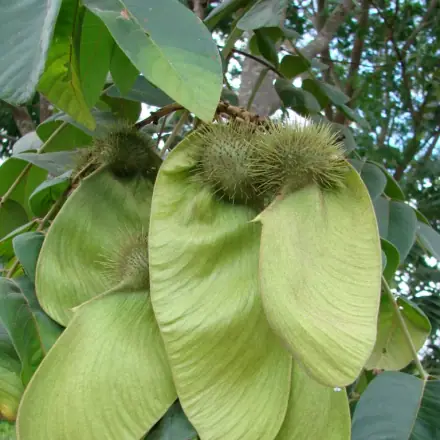 Foto de Araribá