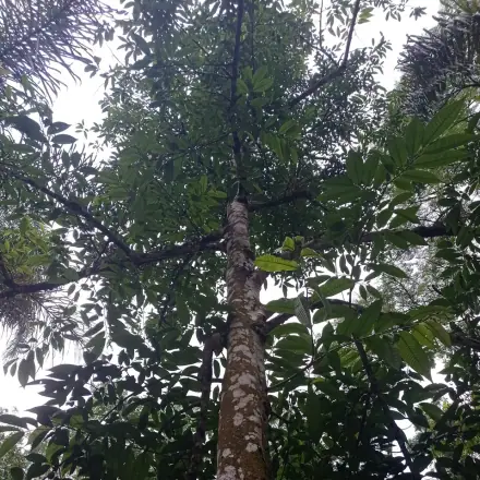 Foto de Araticum-cagão