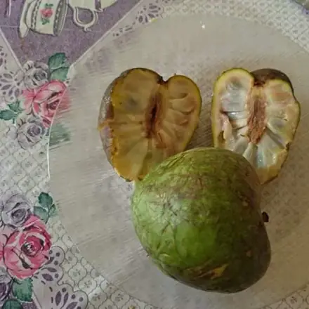 Foto de Araticum-cagão