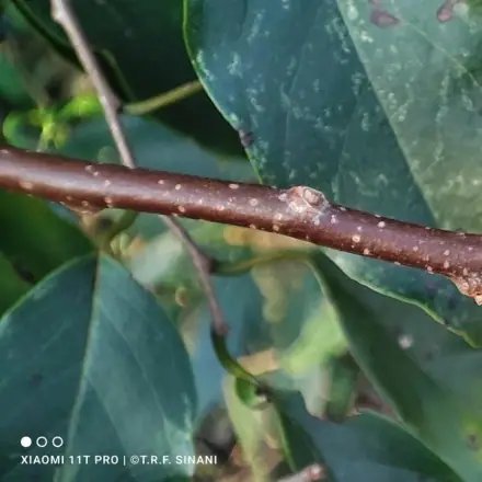 Foto de Araticum-da-mata