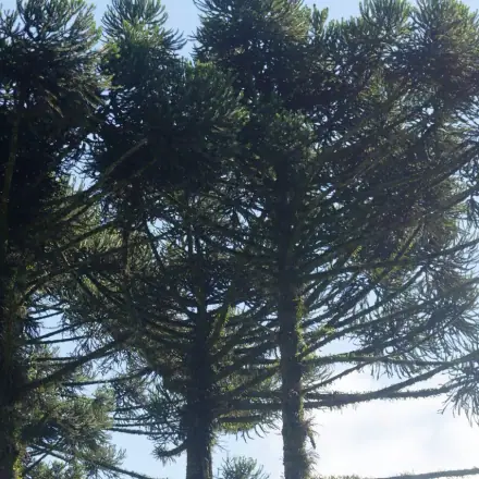 Foto de Araucária
