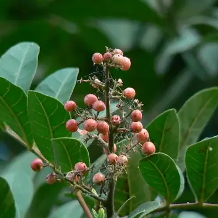 Foto de Aroeira-pimenteira