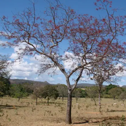 Foto de Aroeira-verdadeira