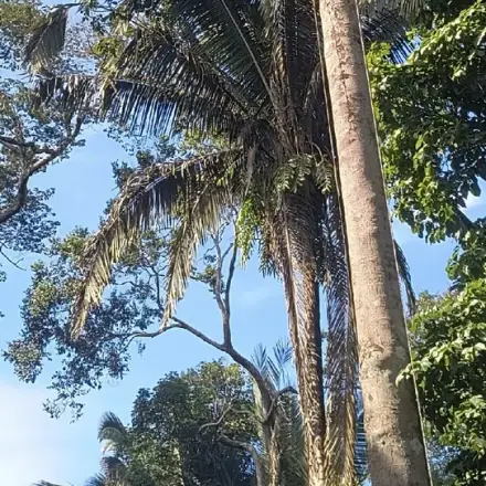 Foto de Babaçu