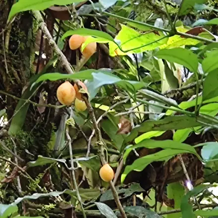 Foto de Bacupari