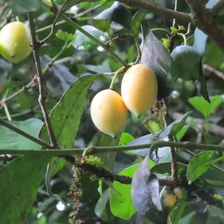 Foto de Bacupari