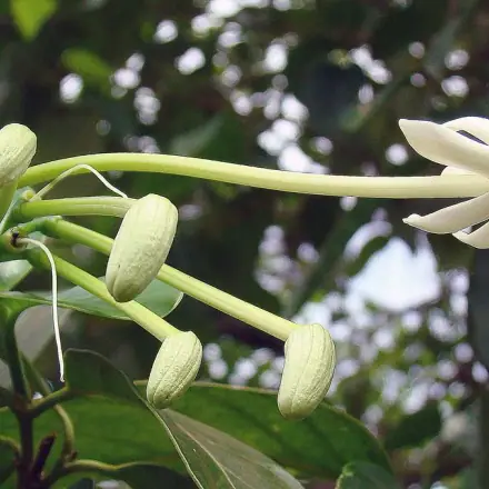 Foto de Baga-de-macaco