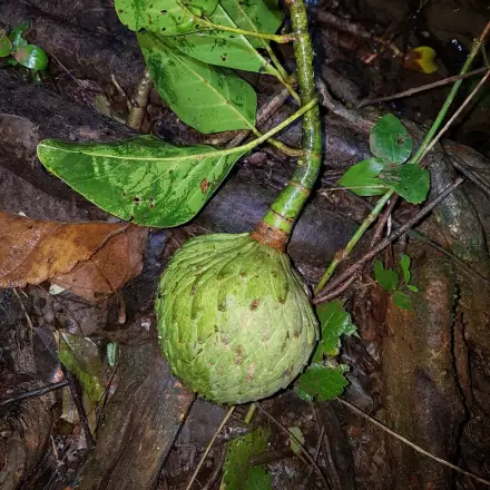 Foto de Baguaçu