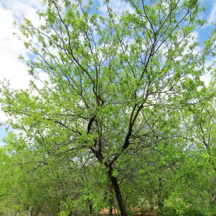Foto de Baraúna