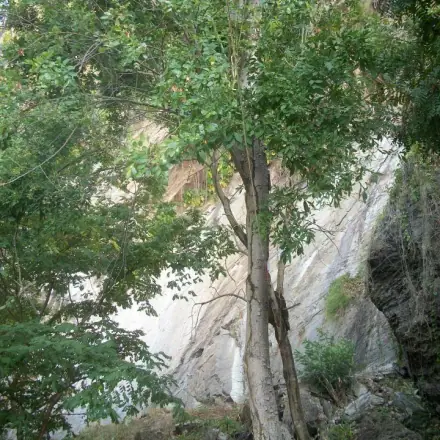Foto de Baraúna