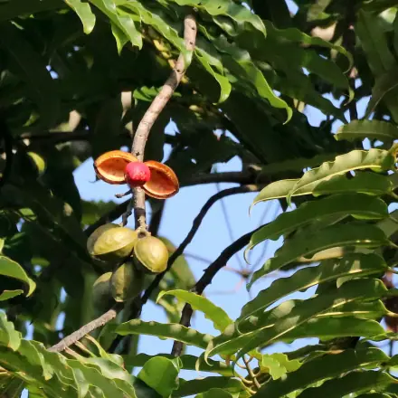 Foto de Bicuíba