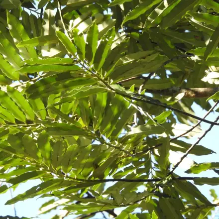 Foto de Bicuíba