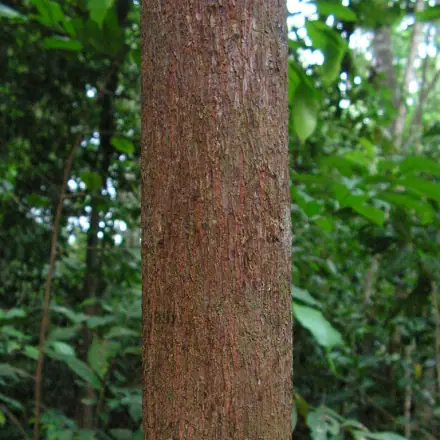 Foto de Bicuíba