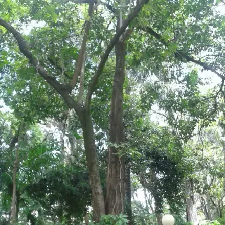 Foto de Boleira