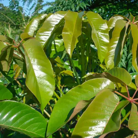 Foto de Boleira