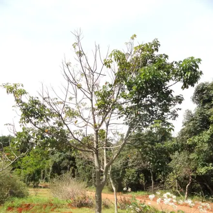 Foto de Boleira
