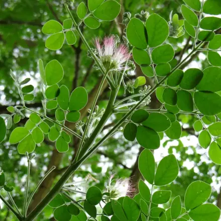 Foto de Bordão-de-velho