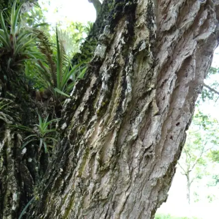 Foto de Bordão-de-velho