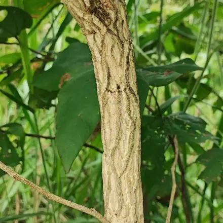 Foto de Bordão-de-velho