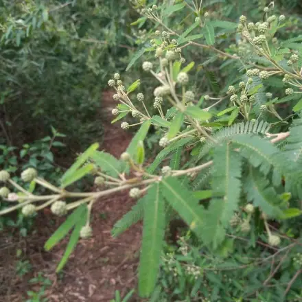 Foto de Bracatinga-do-banhado