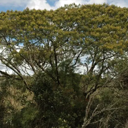 Foto de Bracatinga
