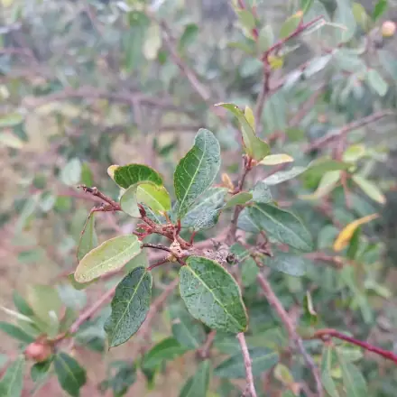 Foto de Branquilho