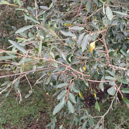 Foto de Branquilho