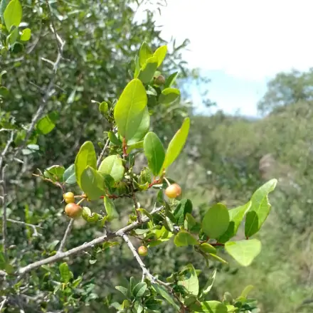 Foto de Branquilho