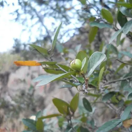 Foto de Branquilho