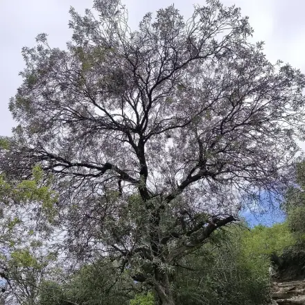 Foto de Bugreiro