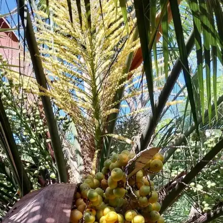 Foto de Butiá-da-serra