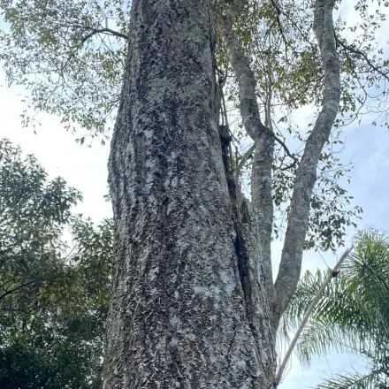 Foto de Cabriúva