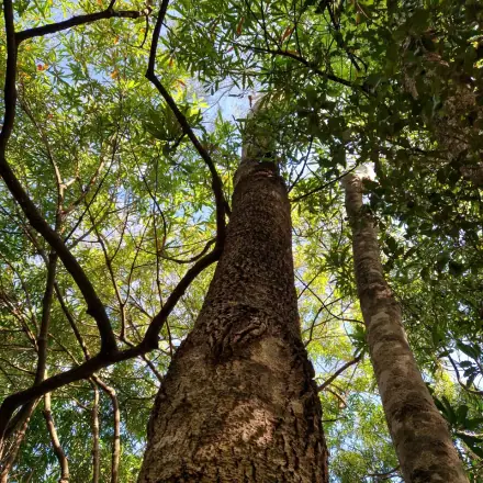 Foto de Cabriúva