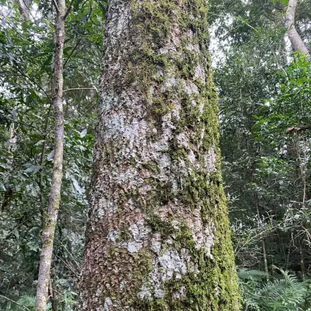 Foto de Cabriúva