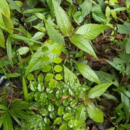 Foto de Cabriúva-vermelha