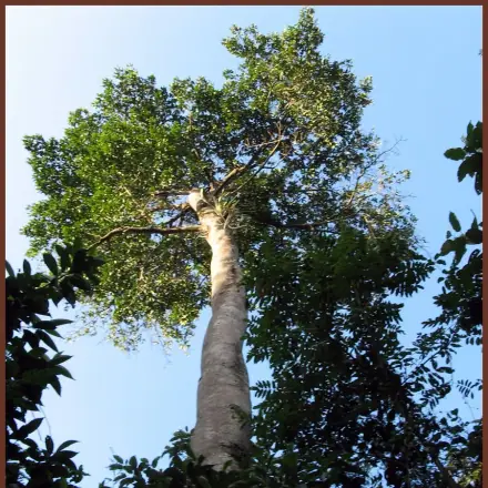 Foto de Caixeta