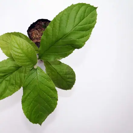 Foto de Caixeta