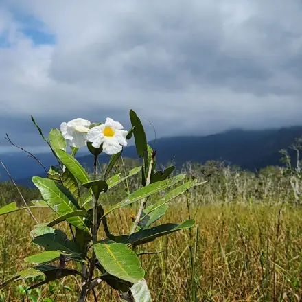 Foto de Caixeta